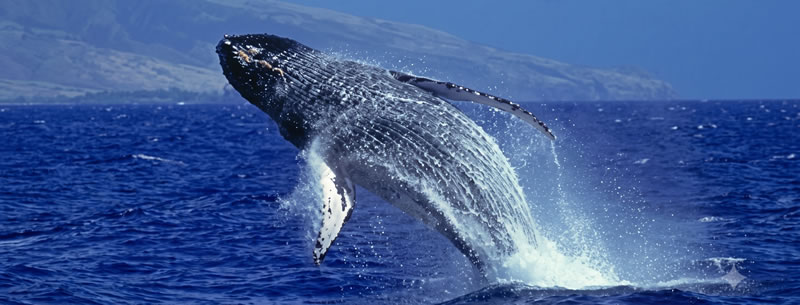 期間限定・スペシャル
